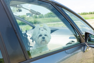 dog in car_car safety