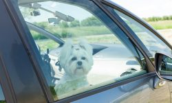 The Scary Truth about Dogs in Hot Cars, and What Lawmakers are Doing about It