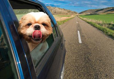 Tips on Taking a Road Trip With Your Dog